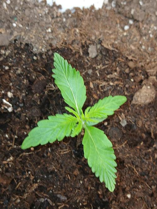 Gorilla Z auto. Week 2