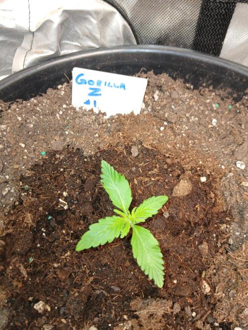 Gorilla Z auto. Week 2