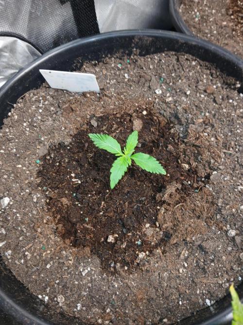 Gorilla Z auto. Week 2