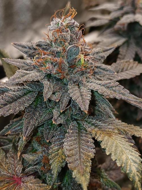Quikz. Week 16