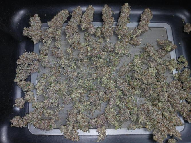 Quikz. Week 16