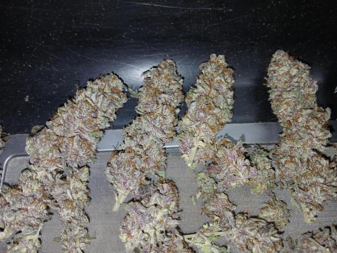 Quikz. Week 16