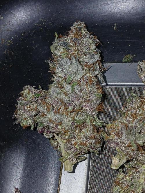 Quikz. Week 16