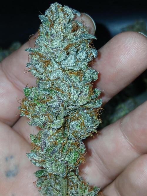 Quikz. Week 16
