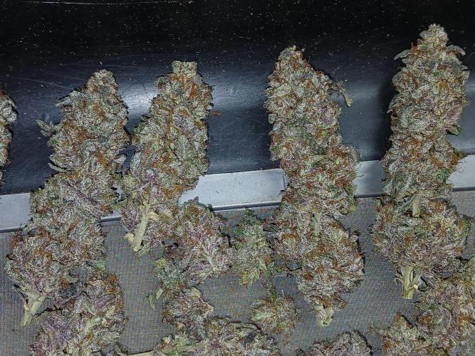 Quikz. Week 16