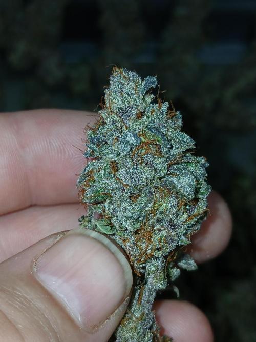 Quikz. Week 16