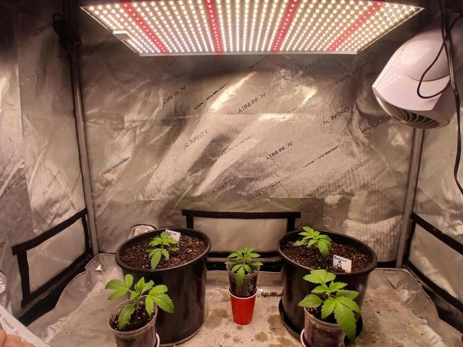 Gorilla Z auto. Week 2 - The One Grow 
200w led