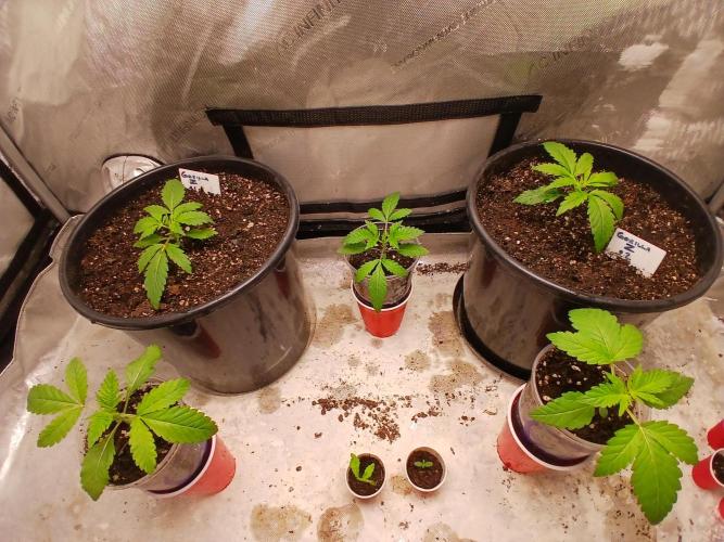 Gorilla Z auto. Week 2