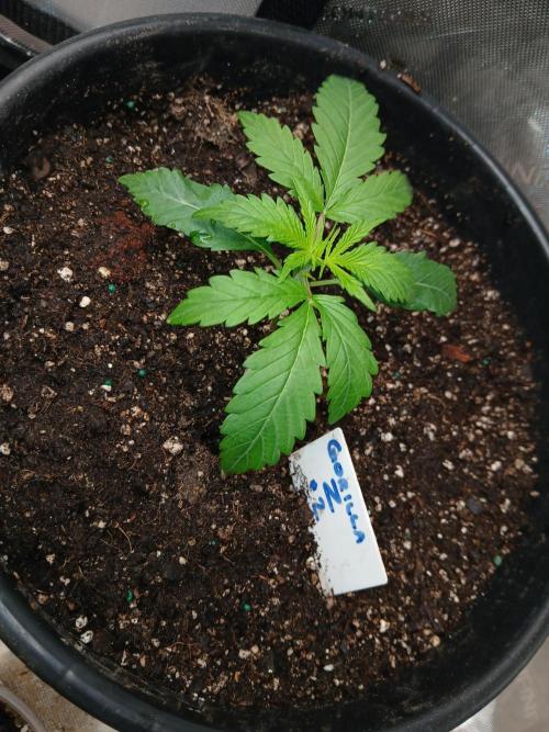 Gorilla Z auto. Week 2