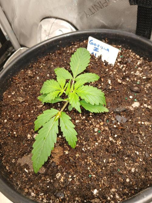 Gorilla Z auto. Week 2