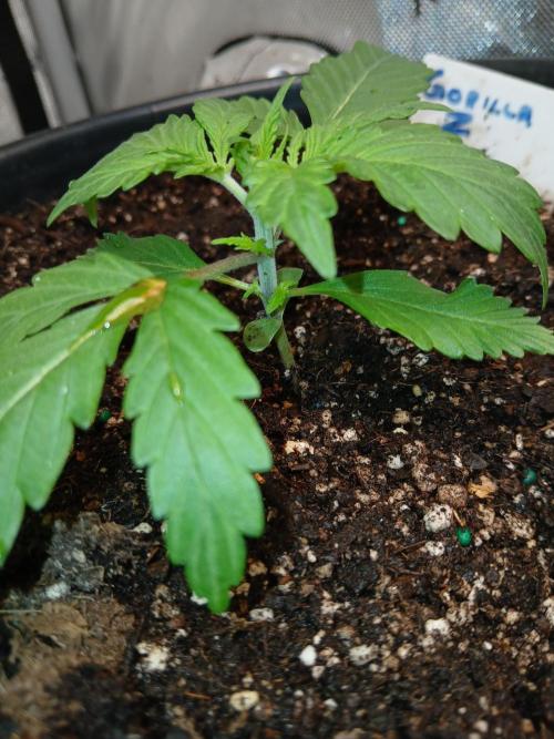 Gorilla Z auto. Week 2