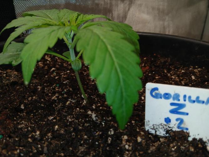 Gorilla Z auto. Week 2