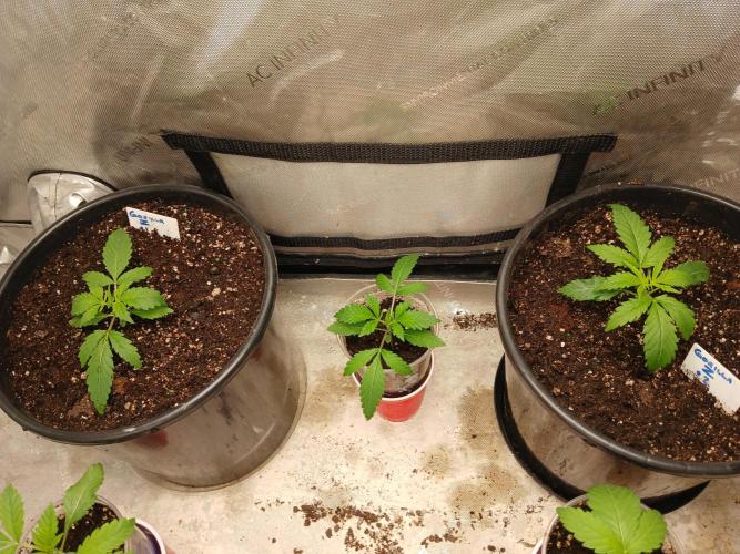 Gorilla Z auto. Week 2
