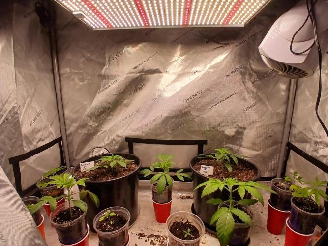 Gorilla Z auto. Week 3