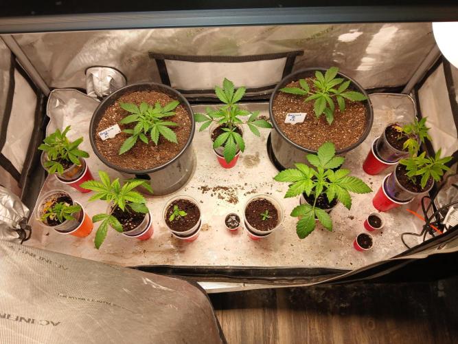 Gorilla Z auto. Week 3