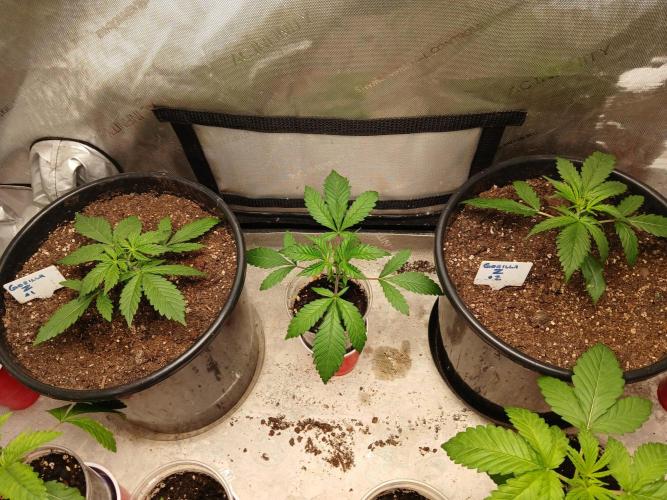 Gorilla Z auto. Week 3