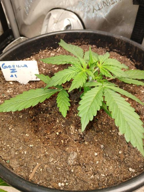 Gorilla Z auto. Week 3