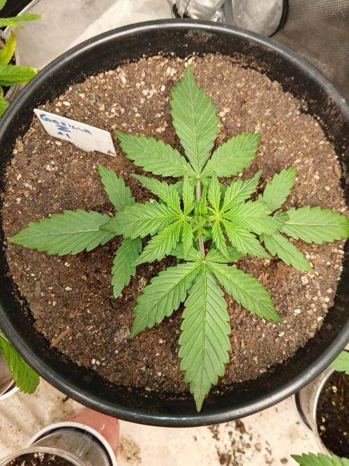 Gorilla Z auto. Week 3
