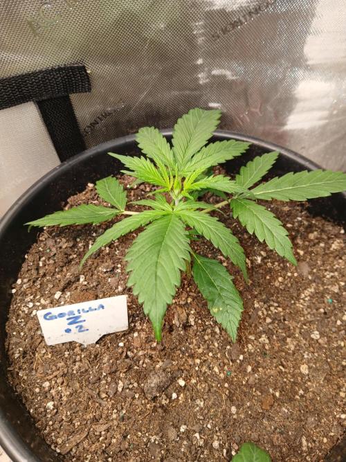 Gorilla Z auto. Week 3