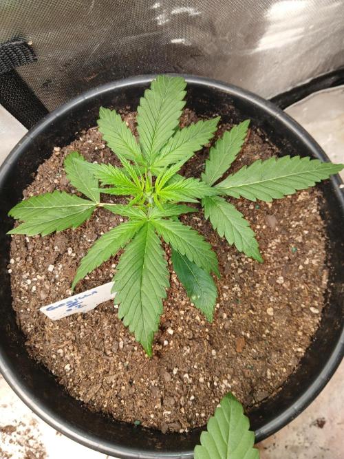 Gorilla Z auto. Week 3