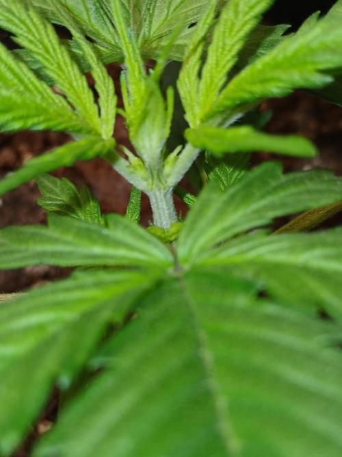 Gorilla Z auto. Week 3