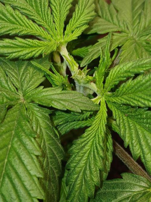 Gorilla Z auto. Week 4