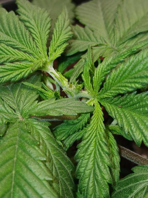 Gorilla Z auto. Week 4