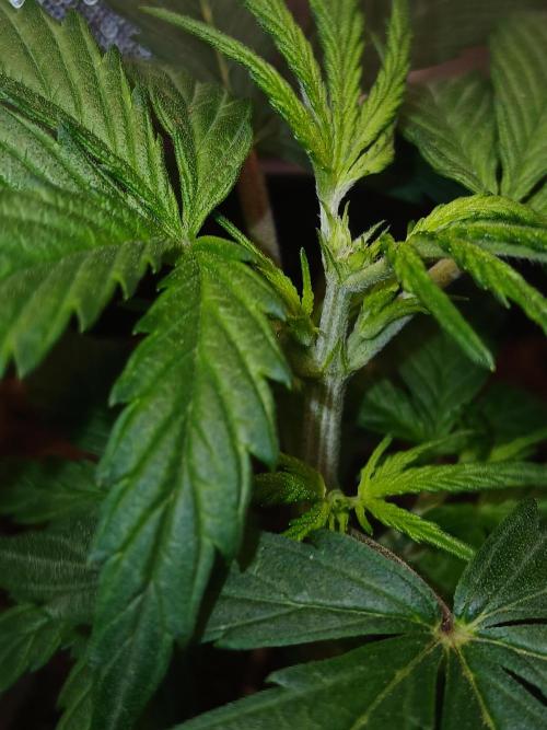 Gorilla Z auto. Week 4