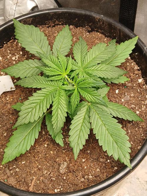 Gorilla Z auto. Week 4