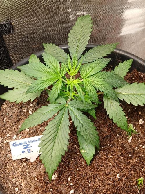 Gorilla Z auto. Week 4