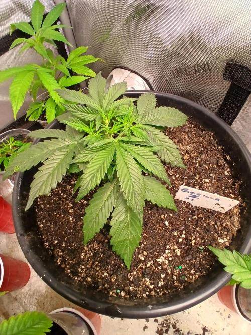 Gorilla Z auto. Week 4