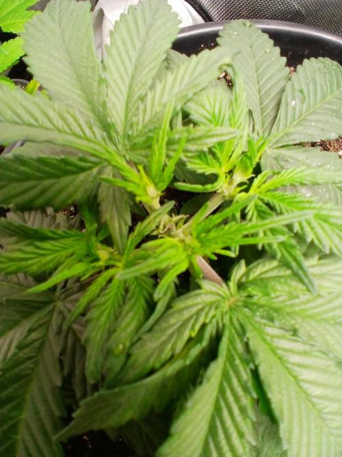 Gorilla Z auto. Week 4
