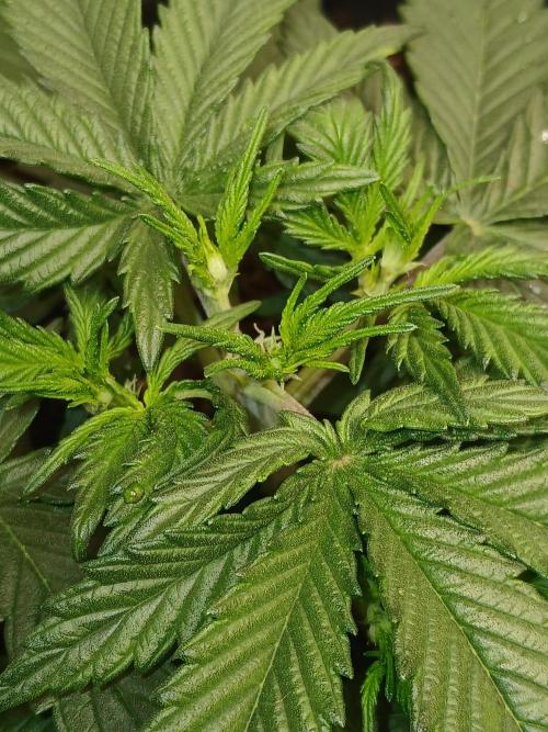 Gorilla Z auto. Week 4
