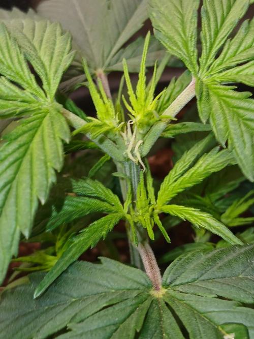 Gorilla Z auto. Week 4