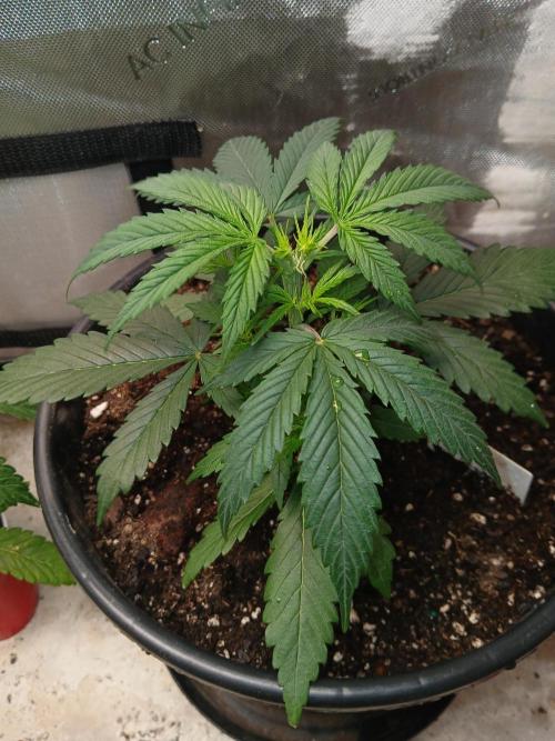 Gorilla Z auto. Week 4