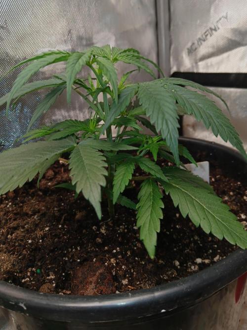 Gorilla Z auto. Week 4