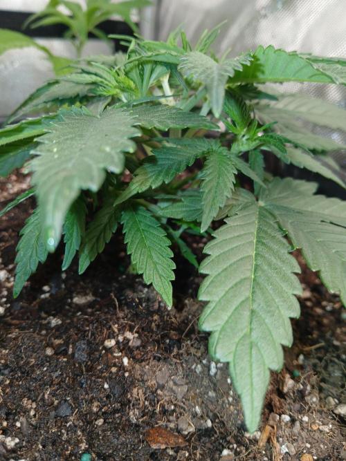Gorilla Z auto. Week 4