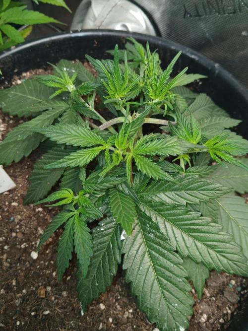 Gorilla Z auto. Week 5
