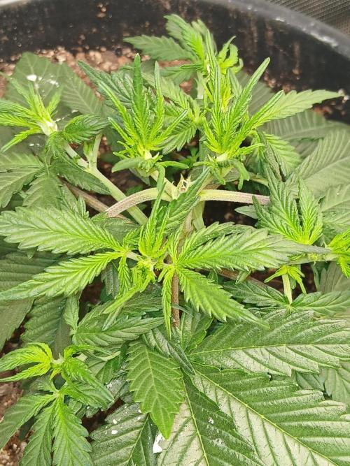Gorilla Z auto. Week 5