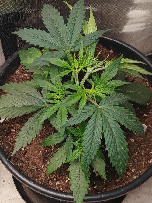 Gorilla Z auto. Week 5