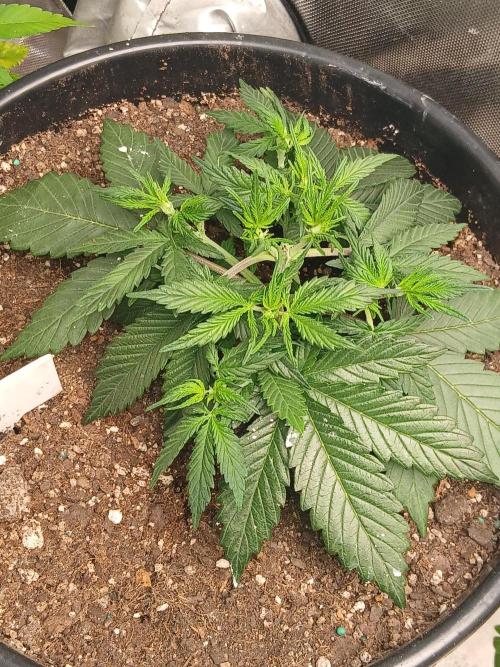 Gorilla Z auto. Week 5