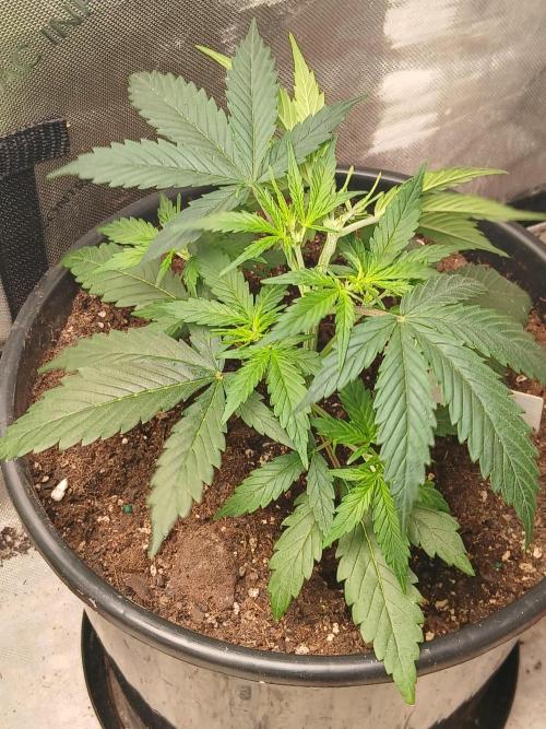 Gorilla Z auto. Week 5