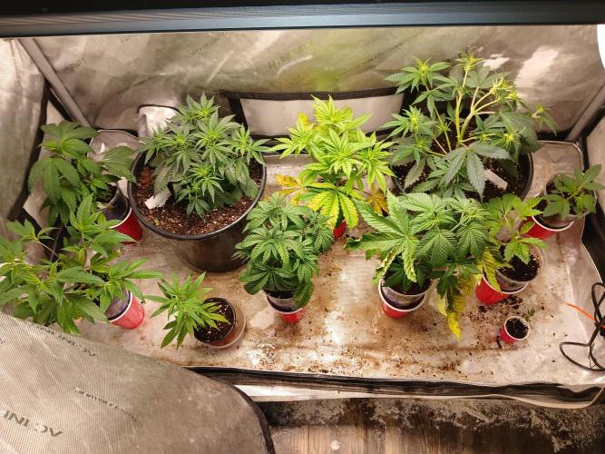 Gorilla Z auto. Week 5