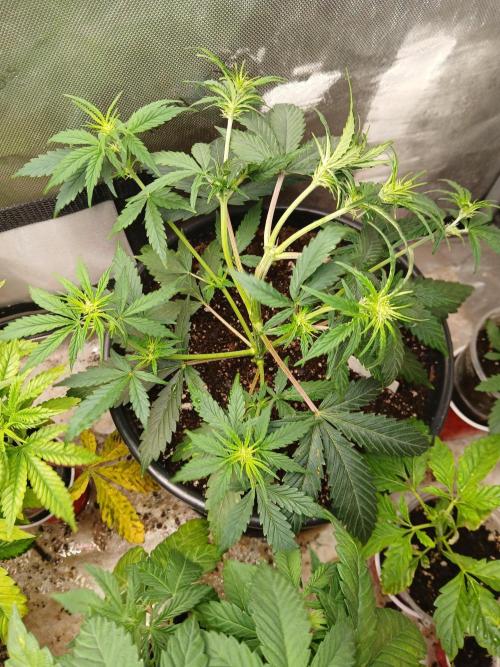 Gorilla Z auto. Week 5 - Stretchy one 
