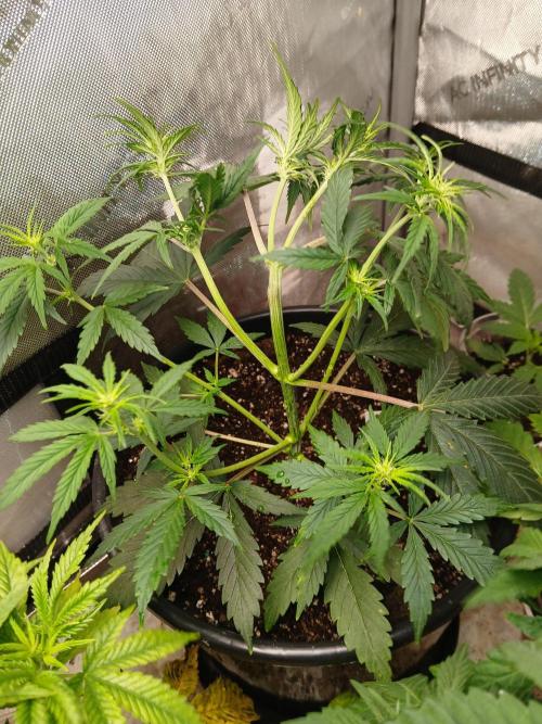 Gorilla Z auto. Week 5