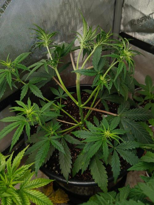 Gorilla Z auto. Week 5