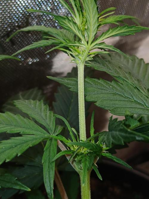 Gorilla Z auto. Week 5