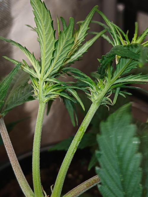 Gorilla Z auto. Week 5
