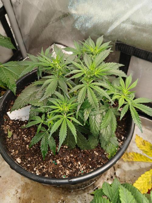 Gorilla Z auto. Week 5