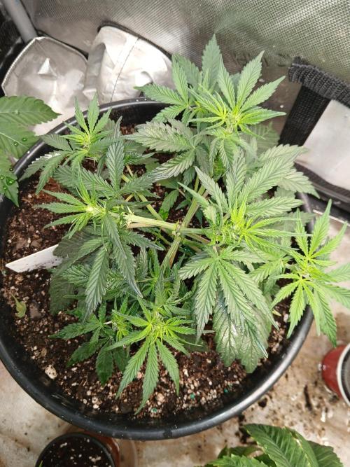 Gorilla Z auto. Week 5